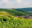 Vielfältige Genüsse: Entdecken Sie die farbenfrohe Weinkultur im "Lieblichen (Foto: TLT/Thomas Weller)